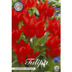 Tulip Specie Tubergiana Zwanenburg 10 flower bulbs