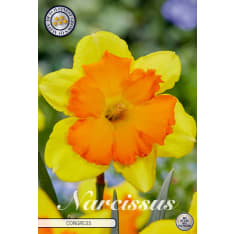 Daffodil Splitcrown Congress 5pcs flower bulb