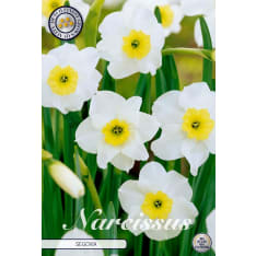 Daffodil Small Cupped Segovia 10pcs flower bulb