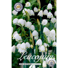 Summer flower drop Leucojum Aestivum 5pcs flower bulb