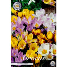 Krookus Botanical Mixed 10pcs flower bulb
