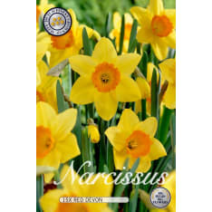 Daffodil Red Devon 3pcs flower bulb