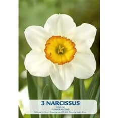 Daffodil Flower Record 3pcs flower bulb