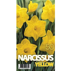 Daffodil Dutch Master 3pcs flower bulb