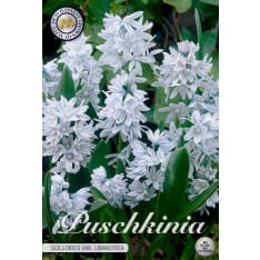 Porcelain hyacinth Pushkinia Libanotica 10pcs flower bulb