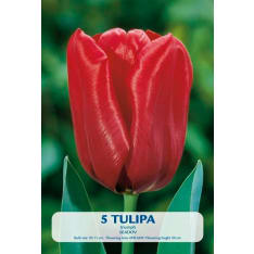 Tulip Seadov 5pcs flower bulb