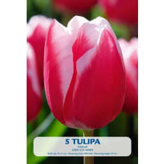 Tulip Leen V/D Mark 5pcs bulb
