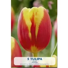 Tulip Denmark 5pcs flower bulb