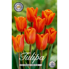 Tulip Orange Van Eijk 5pcs flower bulb