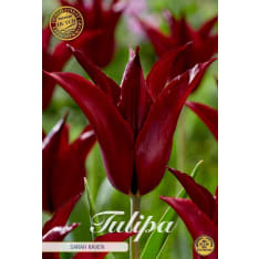 Tulip Lilyflowering Sarah Raven 7pcs bulb