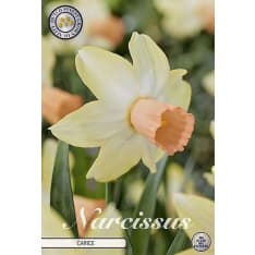 Daffodil Cyclamineus Carice 5pcs flower bulb