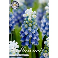 Pearl Lily Armeniacum Touch of snow 10pcs flower bulb