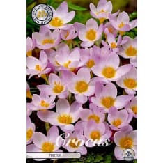 Crocus Chrysanthus Siberian Firefly 20pcs flower bulb