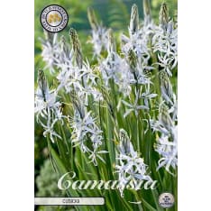 Star hyacinth Camassia Cusickii 3flower bulb