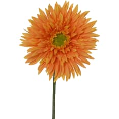Everlands Chrysanthemum tekokukka