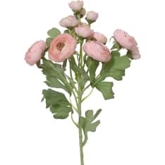 Everlands Ranunculus ranunculis tekokukka
