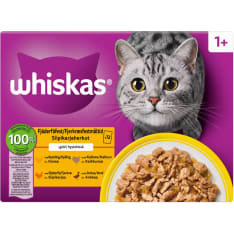 Whiskas 1+ 12x85g Siipikarjaherkut hyytelössä