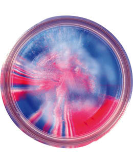 BERKLEY POWERB NTGL GARLIC CPT AMER GLIT Main Image