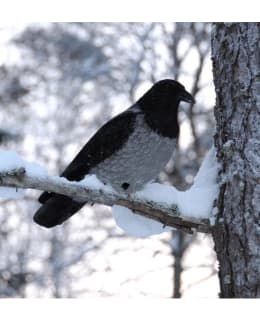 LIVE DECOYS CROW VARIKSEN KOKOKUVA Main Image