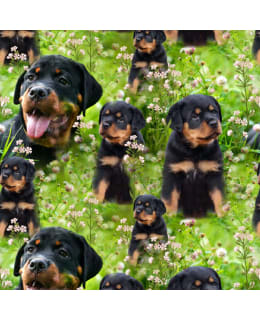 Digiprint Rottweiler 150 cm tricot fabric Main Image