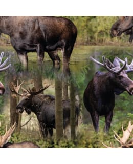 DIGIPRINT HOLY MOOSES 150 CM TRIKOO Main Image