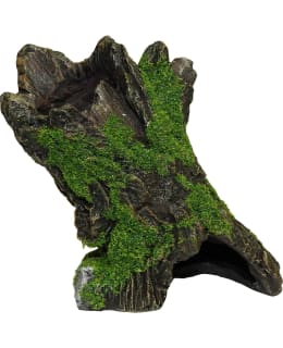 DISPLAY OF 6 TRUNK TREE AND ROOTS Main Image