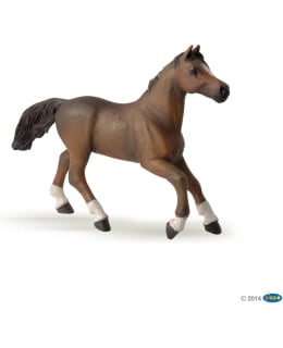 PAPO 51075 ANGLO-ARAB MARE Main Image