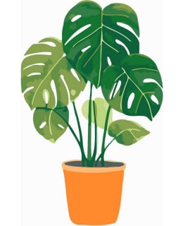 FA BEAUTIFUL MONSTERA MINI NUMEROMAALAUS Main Image