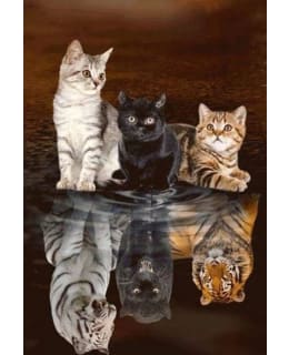 FA KITTEN REFLECTION TIMANTTIMAALAUS Main Image