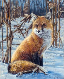 FA FOX IN THE SNOW NUMEROMAALAUS Main Image