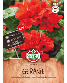 PELARGONI MADEIRA Main Image