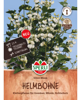 HYASINTTIPAPU SILVER MOON Main Image