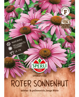 ECHINACEA SPERLI'S CLIO Main Image