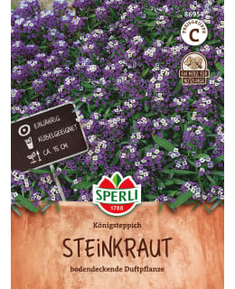 SWEET ALYSSUM KÖNIGSTEPPICH Main Image