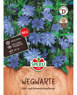 SIKURI, CICHORIUM INTYBUS Main Image