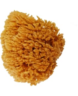 SUNRISE AITO LUONNONSIENI Main Image