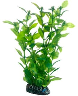 HOBBY HYGROPHILIA AKVAARIOKORISTEKASVI Main Image