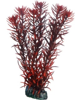 HOBBY EUSTERALIS AKVAARIOKORISTEKASVI Main Image