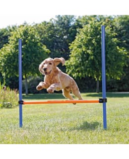 TRIXIE AGILITY HURDLE Main Image