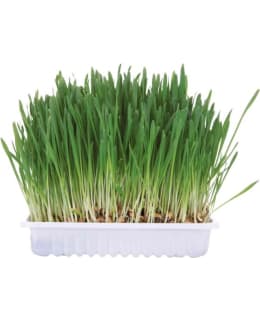 TRIXIE RODENT GRASS 100G Main Image