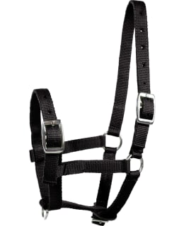 HORZE COLT HALTER Main Image