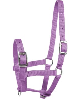 HORZE COLT HALTER Main Image