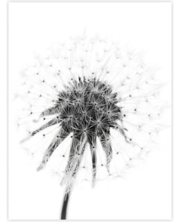Dandelion 30X40 poster Main Image