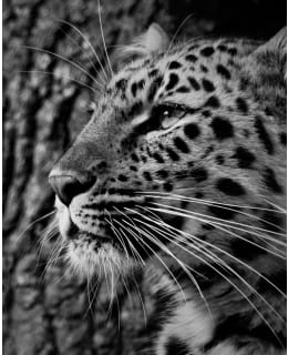 JAIKA LEOPARD 40X50 JULISTE Main Image