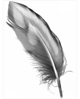 Höyhen 30X40 juliste Main Image