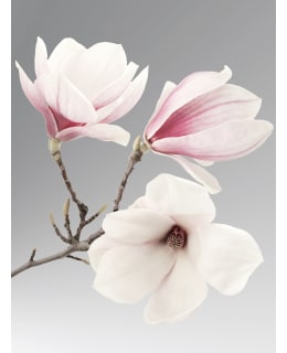 MAGNOLIA 30X40 JULISTE Main Image