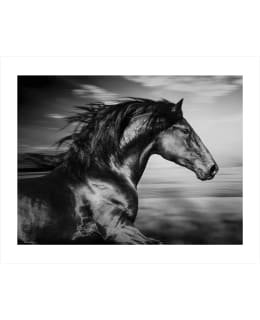 JAIKA SPANISH HORSE 40X50 JULISTE Main Image