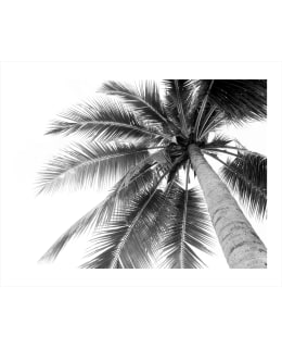 JAIKA COCONUT PALM 40X50 JULISTE Main Image