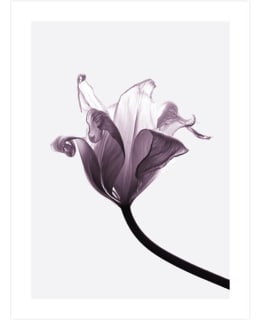 Tulip 1 30X40 juliste Main Image