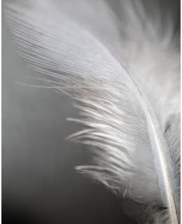 JAIKA SOFT FEATHER 40X50 JULISTE Main Image
